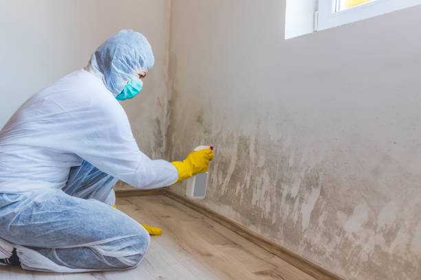 Licensed Mold Inspection service in Mesquite, TX - WQB Mold Removal