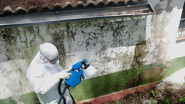 Top rated local Mold Inspection specialists in Mesquite, TX